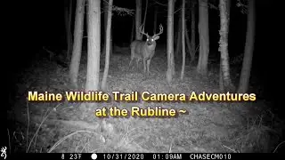 Maine Wildlife Trail Camera Adventures - Rubline