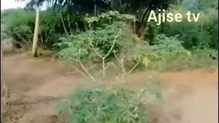 I Love Farming