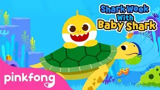 Baby Shark and Sea Turtles | Shark Week with Baby Shark | Pinkfong Songs for Children