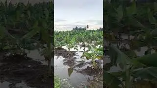#shortvideo #villagelife #vivasayam #agriculture #youtubeshorts #nature #musicgenre #musicsong