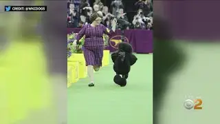 Siba The Standard Poodle Wins Best In Show At 144th Annual Westminster Kennel Club Dog Show