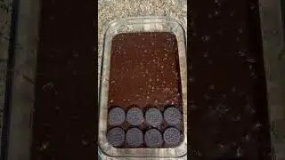 Fudgy Oreo Brownies, full recipe on Salt & Baker