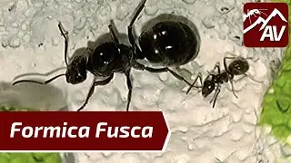 (Servi) Formica Fusca, The Black Slave Ants - Guide & Nest