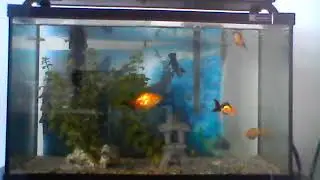 Drop-Snail Attack Finally Caught on Camera!