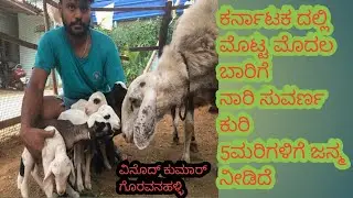 Naari Suvarna Sheep's birth 5Lambs ನಾರಿ ಸುವರ್ಣ ಕುರಿ 5ಮರಿಗಳಿಗೆ ಜನ್ಮ ನೀಡಿದೆ ಕರ್ನಾಟಕದ ಮೊಟ್ಟ ಮೊದಲ ಬಾರಿಗೆ