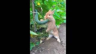 Rabbit Shenanigans: Hilarious YouTube Shorts Compilation! 🐰😂