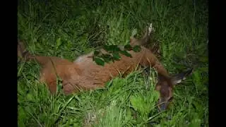 Jagd auf Schmalrehe im Sommer