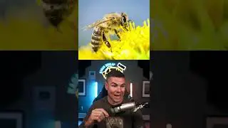 China&rsquo;s Cyborg Bees