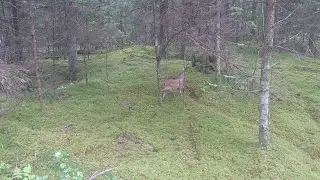 Hey Mr. Fox, Give Me Back My Keys || ViralHog