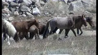 Green Planet 21 Offers a Sustainable Nevada