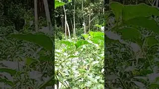 Semangat Pagi Dunia Percabean Organik #calmdown #batguano #organicfarming #organic