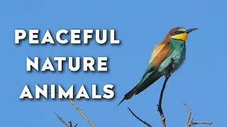 Beautiful Wildlife in Nature | Relaxing Animal Scenery with Calming Music (1h45m)