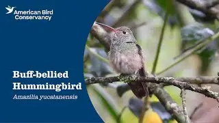 Buff-bellied Hummingbird: Border Beauty