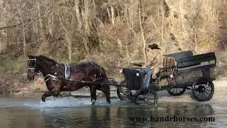 GENTLE VERY BROKE BLACK PERCHERON QUARTER HORSE CROSSBRED GELDING, SEASONED