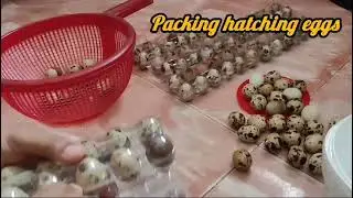 Packing HATCHING eggs for customer tamil|| HATCHING EGGS#quailfarming #quailegg