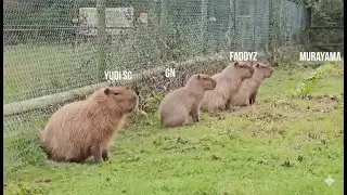 how to play pabji