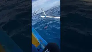 Dua ekor kerapu yang terselamatkan dari dolphin #happy #fishing