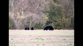 Black Bear at Pungo