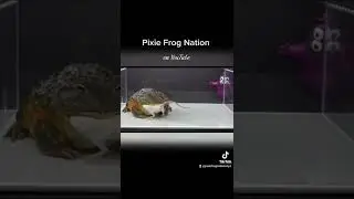 Pixie Frog Shoves Rodent In Mouth / Warning Live Feeding