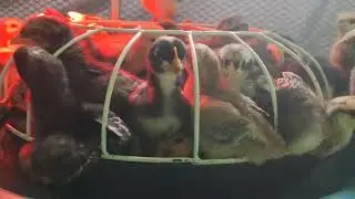 Chick eating food 