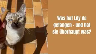 Tausche Beute gegen Leckerchen #katzenaufyoutube #bengalkatze #katze #katzenvideos #katzen #miau 