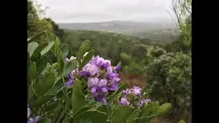 Wild Neighbors: Backyard Habitat