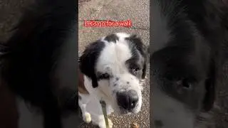 Letʻs go for a walk.  #stbernard #greatpyrenees #dogobedience #dog #shorts