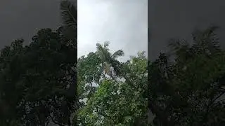 Satta result video