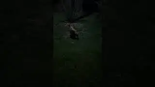 Buddy Frog 2024