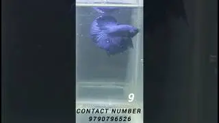OFFER BETTA SALE 💯 #bettafish #offer #colors #google #today