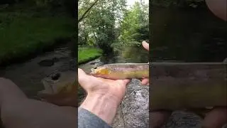 Какое чудо, взяла мой любимый воблер! #спиннинг #fishing #trout