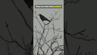 Crows One Of Nature&rsquo;s Geniuses #animalintelligence