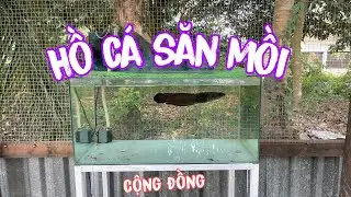 Setup Hồ Cá Săn Mồi Cộng Đồng Và Cú Sốc Cực Lớn Của Cá Lóc 