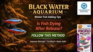 Adding Cardinal Tetras to a Natural Blackwater Aquarium | Step-by-Step