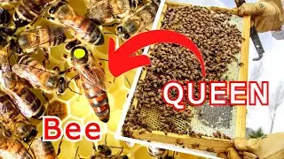 Cómo FECUNDAR una ABEJA REINA ✌