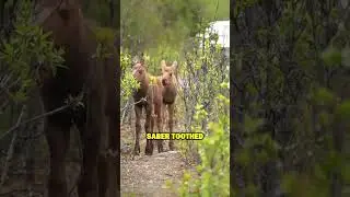 👃 Saiga Antelopes Have Alien Noses 1  #wildlife #animals# hidden verse