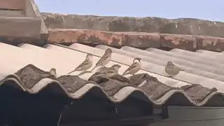 beautiful small birds eating food on house teen#trending #very gray colour birds morning lunch#video