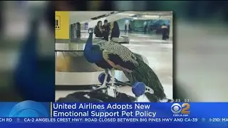 Peacock Leads Airlines To Revise Emotional Support Pet Policy