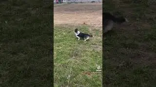 #corgi #corgidoge #corgipuppy #corgitoys #tiktok #корги #коргипемброк #приколы #собака