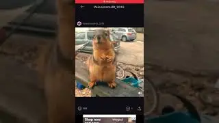 Squirrel Voice Over