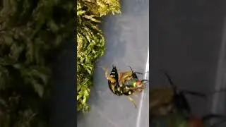 Цепкая хватка стафилина великолепного (Staphylinus erythropterus)