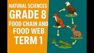 Natural Sciences Grade 8 Food chain and Food web Term 1 March Exam Preparations