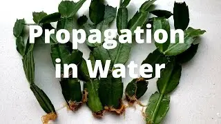 Christmas Cactus Propagation: How to Propagate Zygocactus/Holiday Cactus in Water