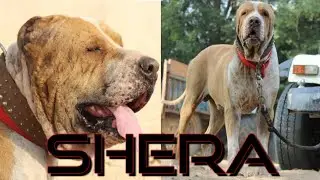 Shera s/. Great Sheru @Bully dog's in India