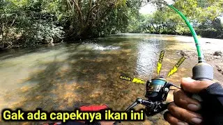 ADA IKAN BESAR DI BAWAH POHON BERINGIN