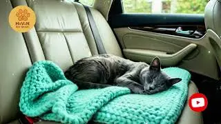 Calm Stress Free Car Music for Cats