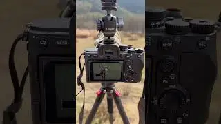 Sony Alpha 7R III (a7R III) & Nikon AF-S NIKKOR 600mm f/4E FL ED VR Lens#reels #shorts #viralvideos