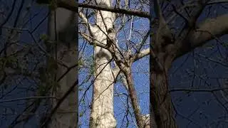 In The Backyard talking with the Barred Owls.  