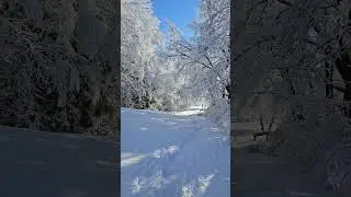 A Snowy Forest in Velenje, Slovenia
