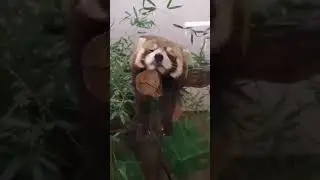 Red panda Cute video in Japan! Baby Dancing Scared Barking Food